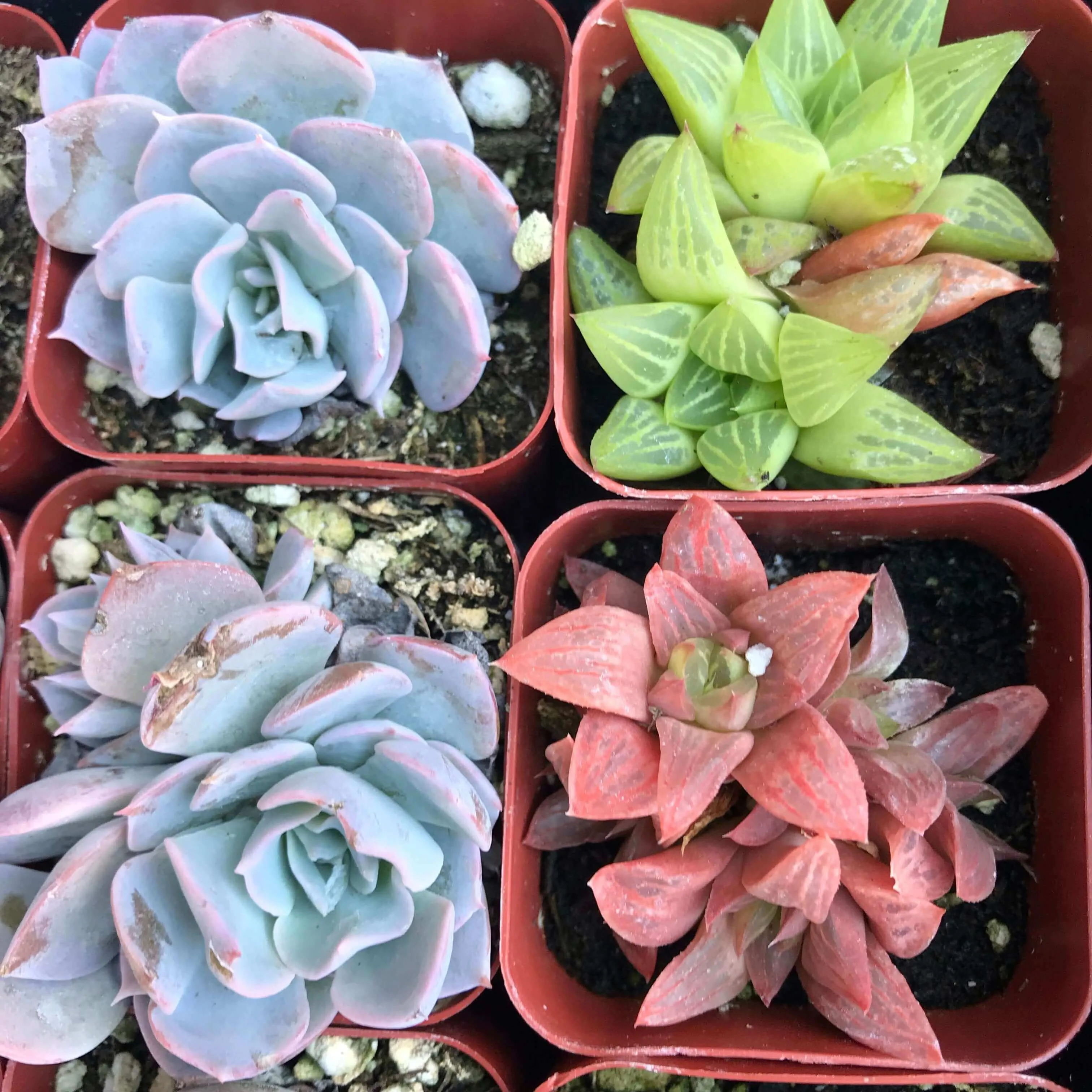 2” gorgeous succulents - Set of 4