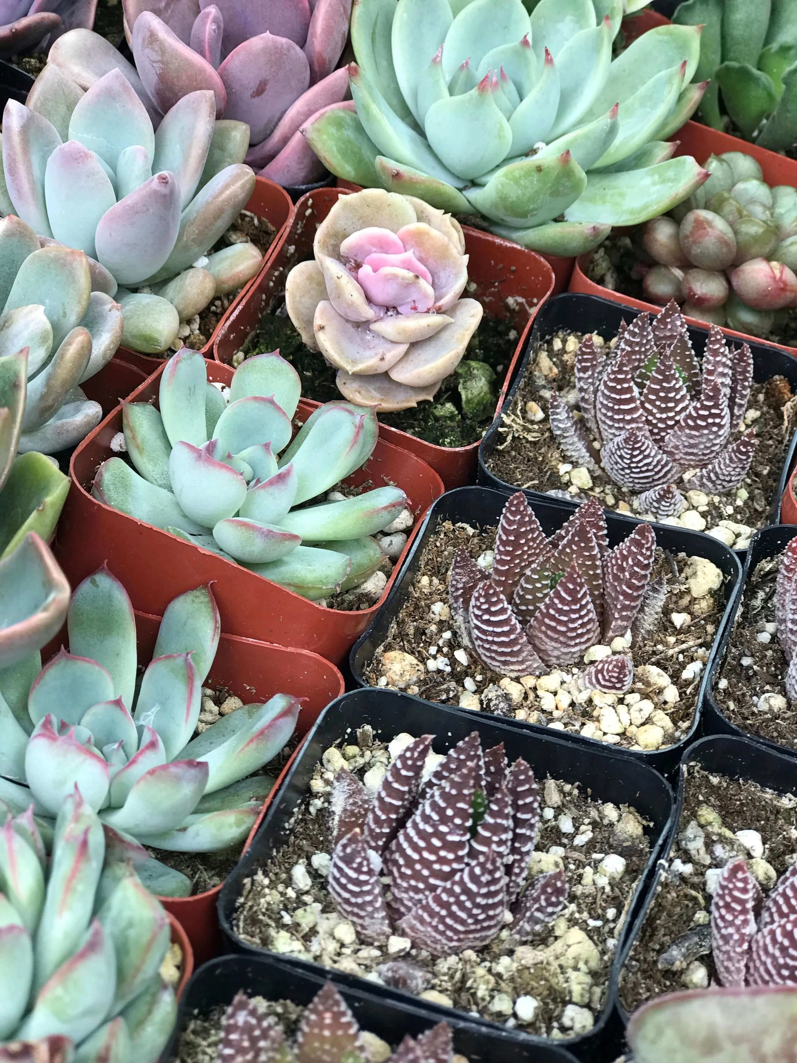 2” gorgeous succulents - Set of 4