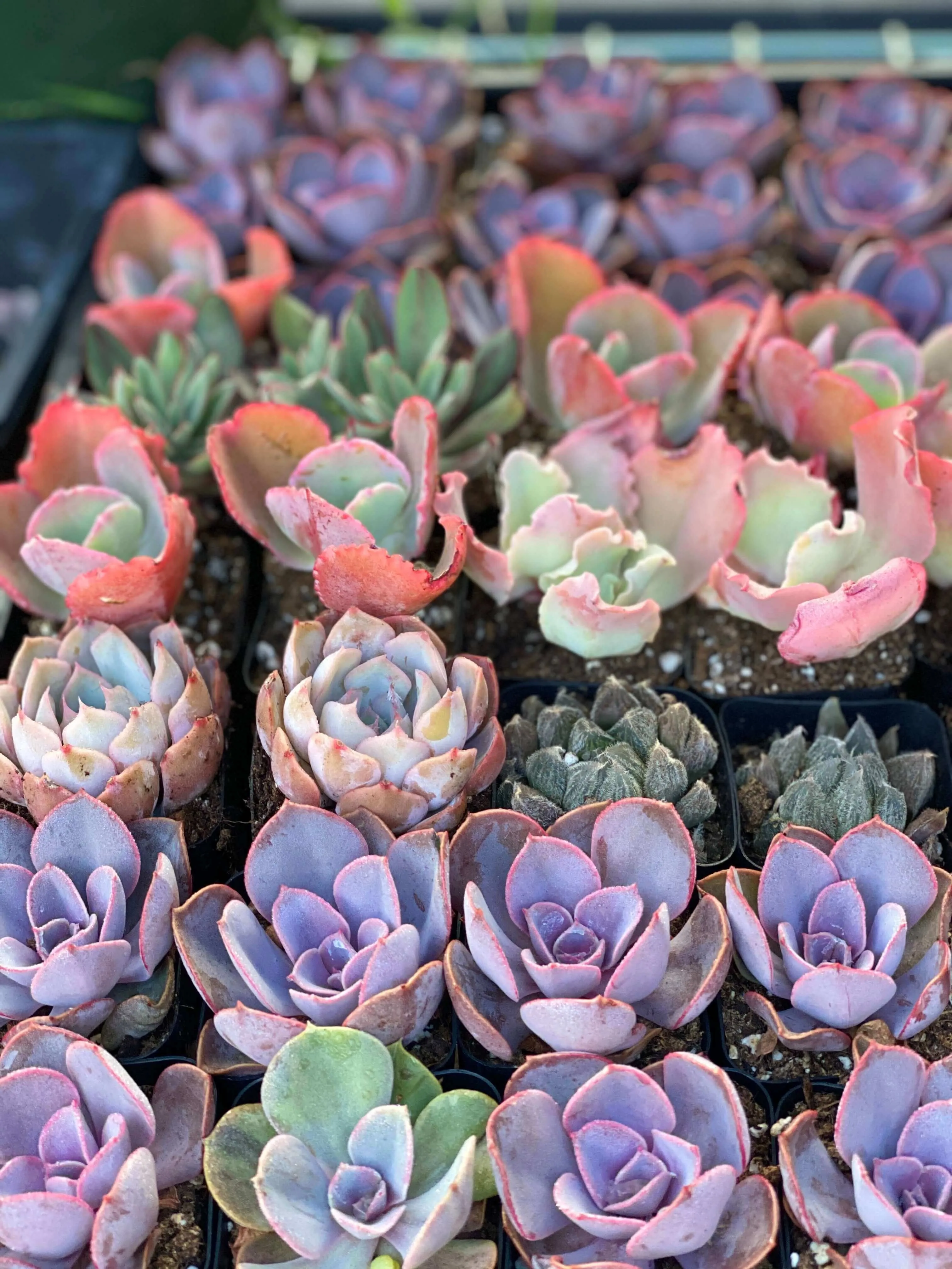 2” gorgeous succulents - Set of 4