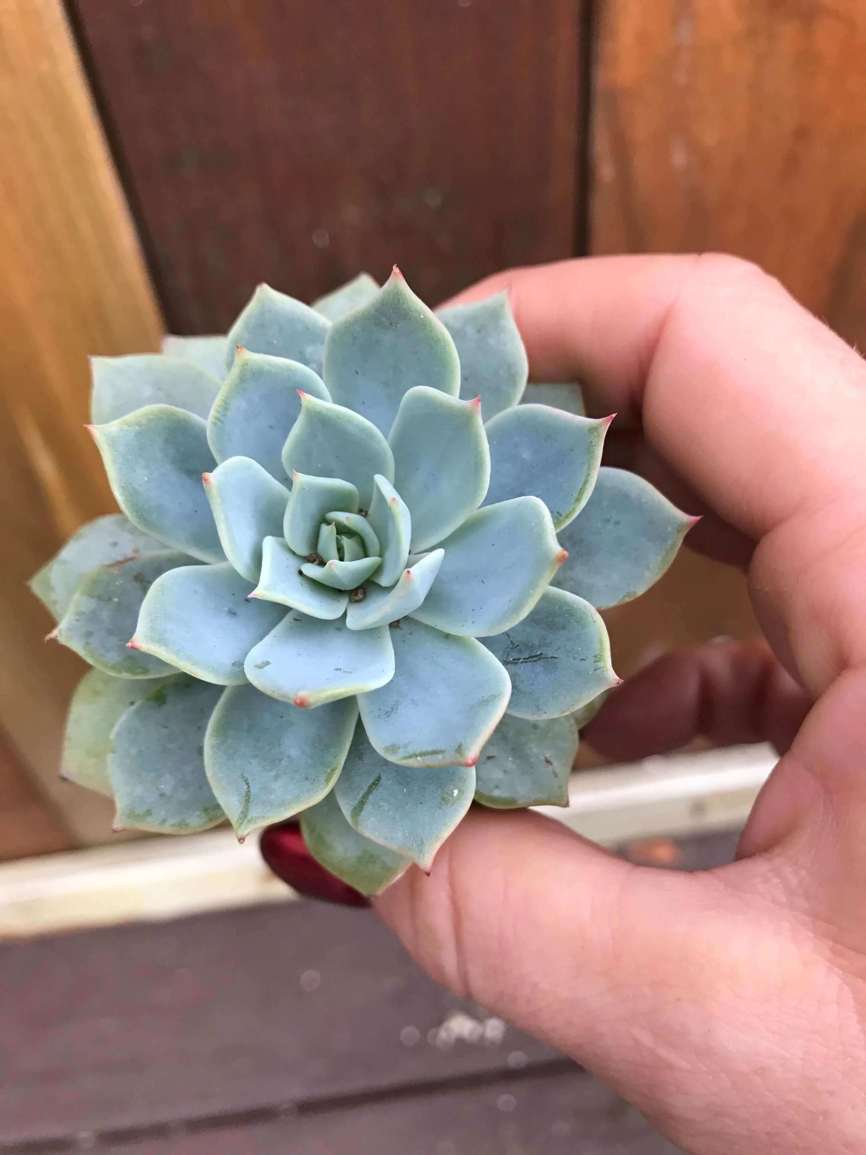 2” gorgeous succulents - Set of 4