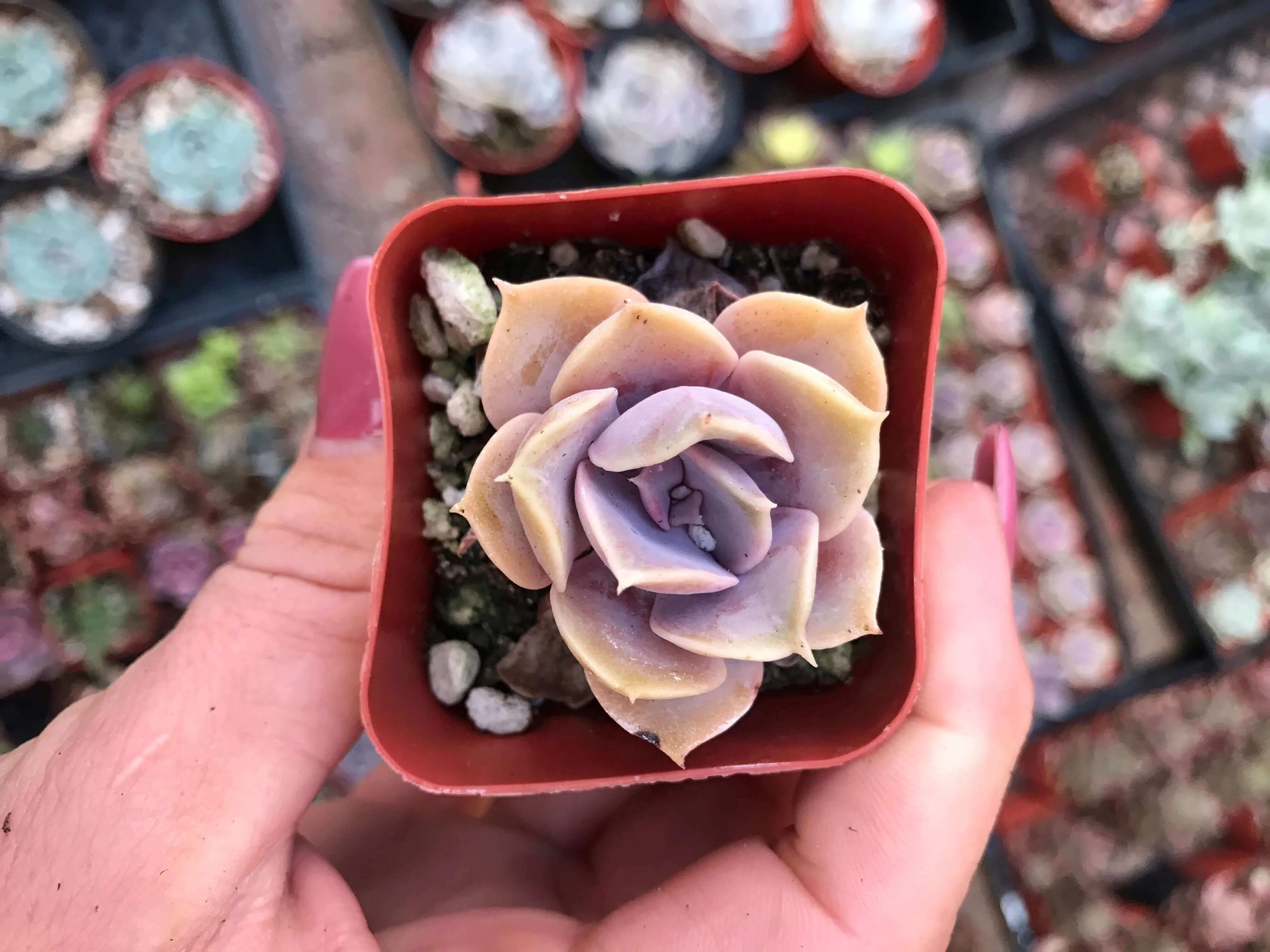 2” gorgeous succulents - Set of 4