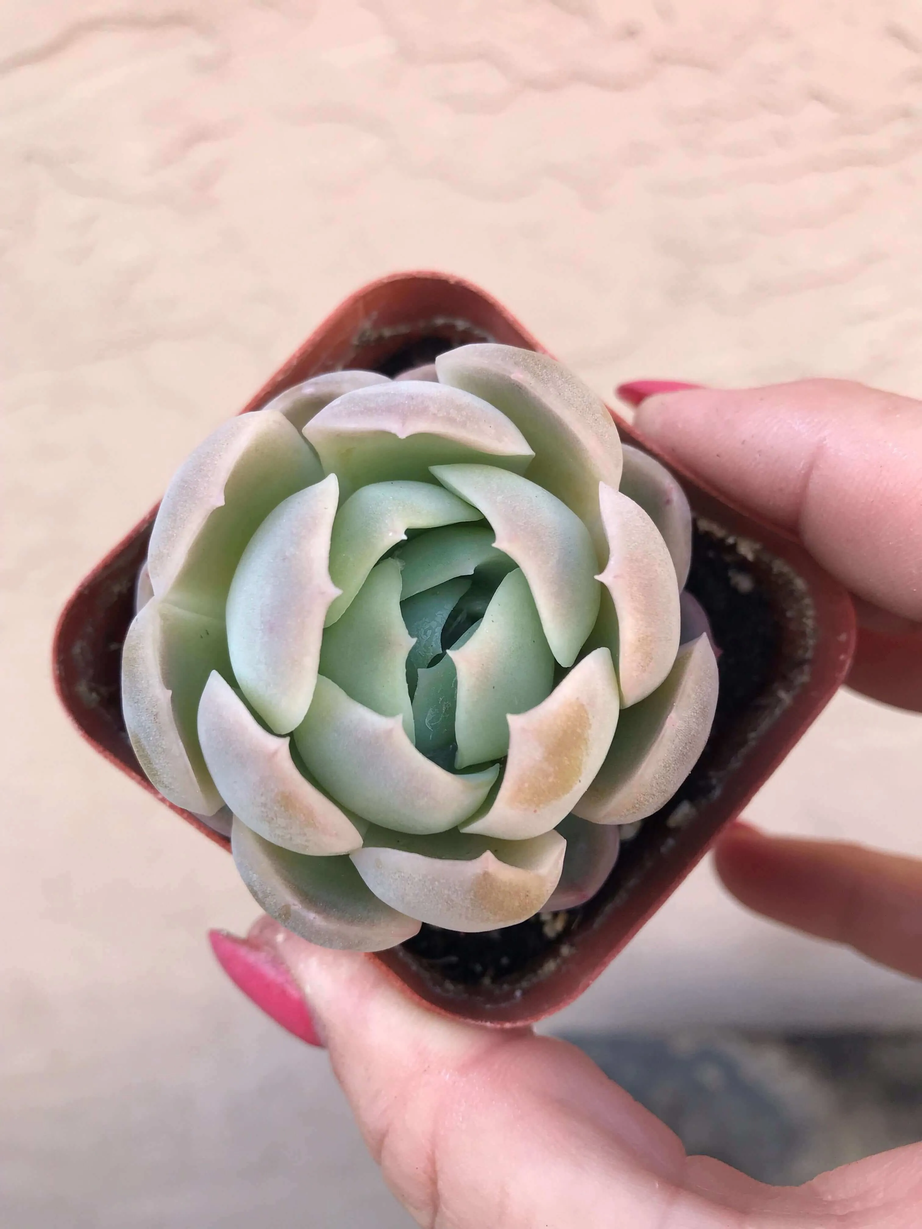 2” gorgeous succulents - Set of 4