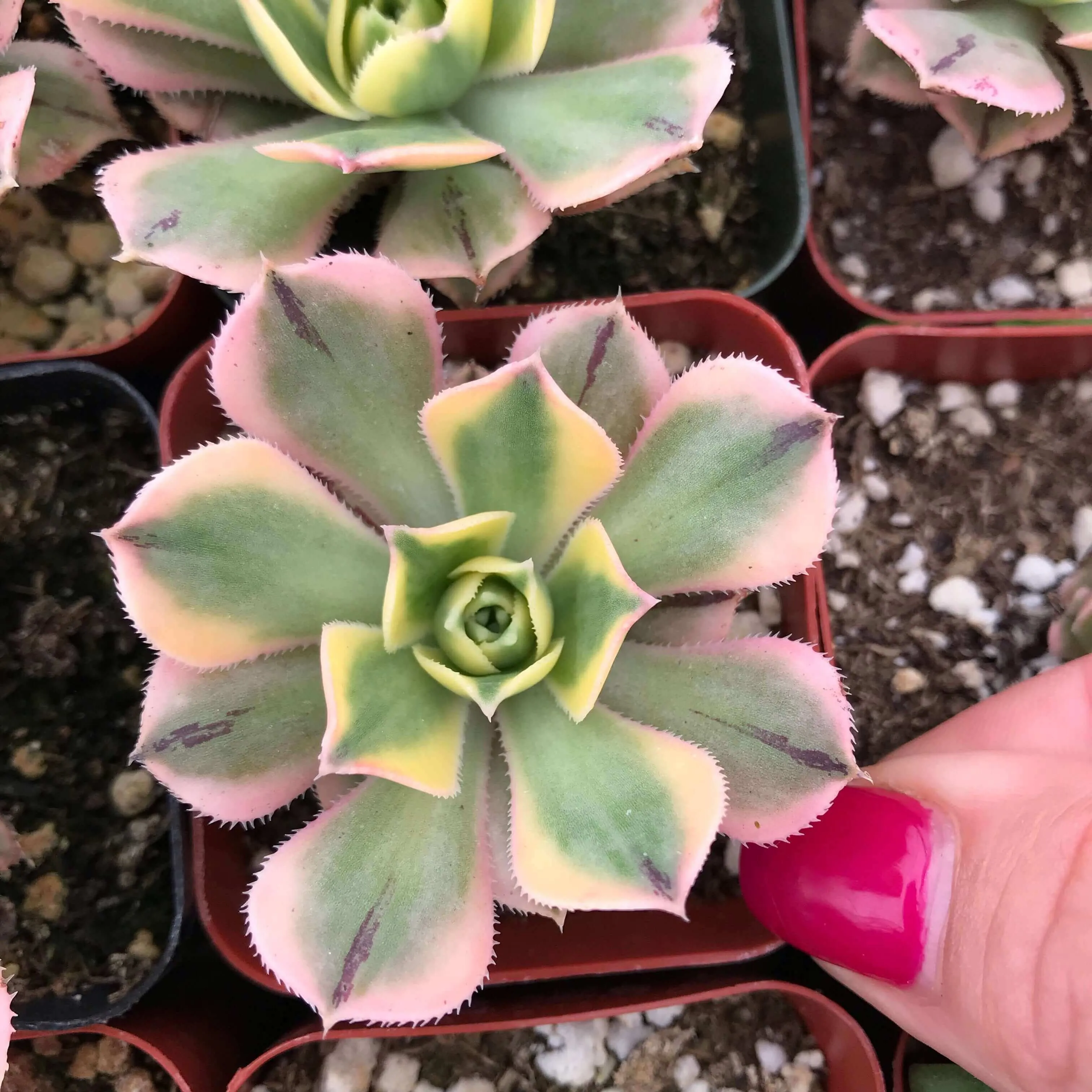 2” gorgeous succulents - Set of 4