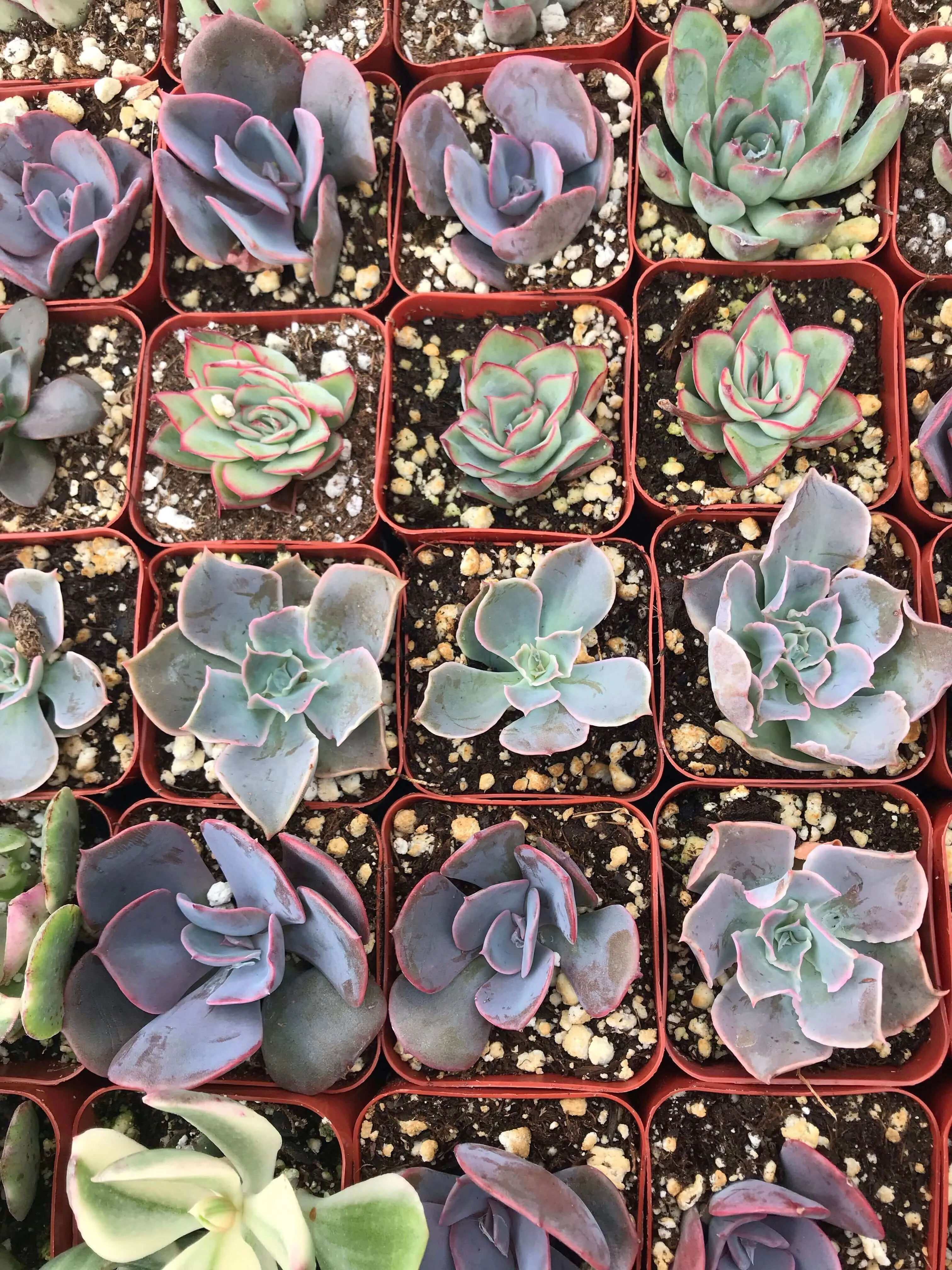 2” gorgeous succulents - Set of 4