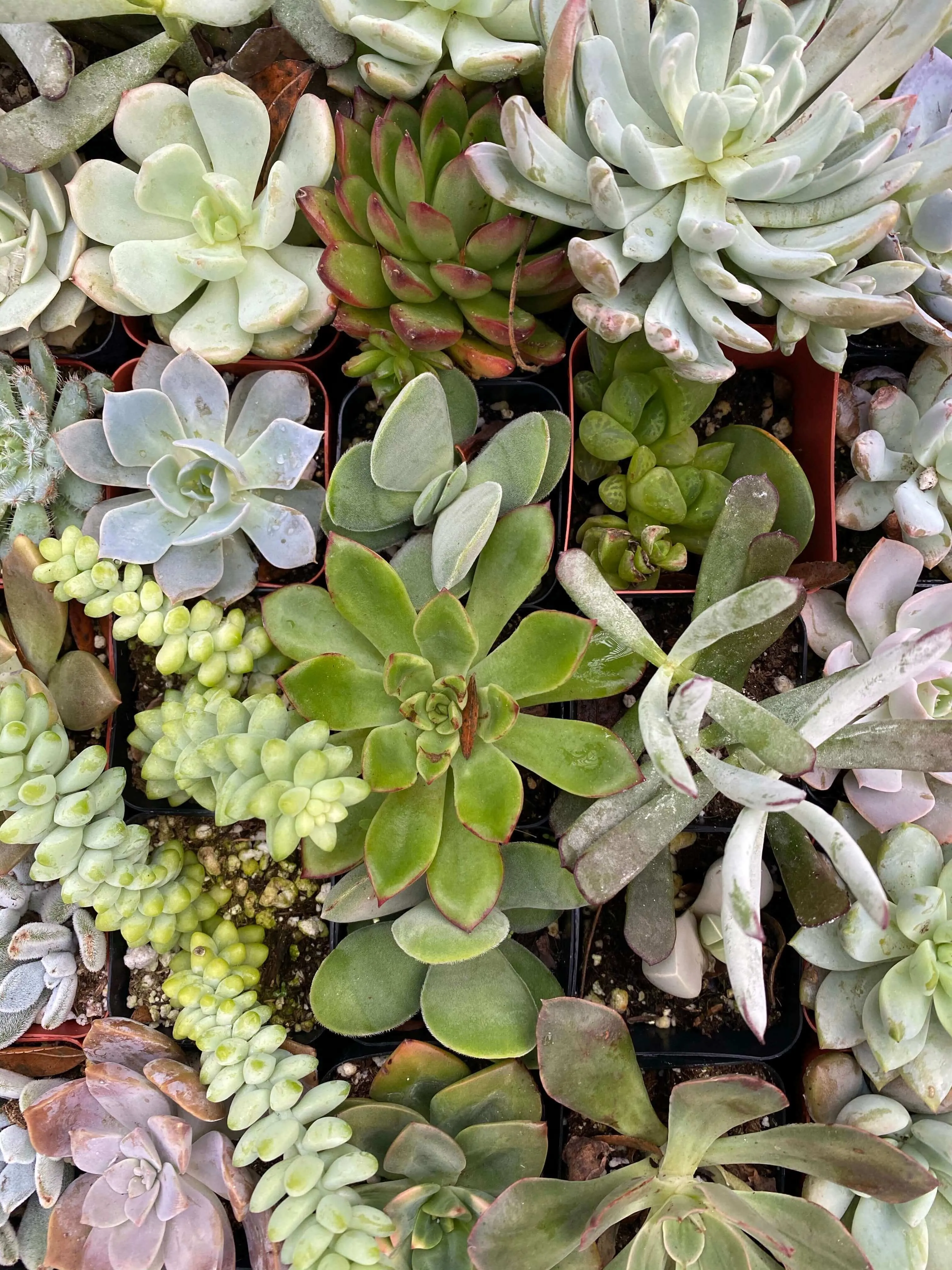 2” gorgeous succulents - Set of 4