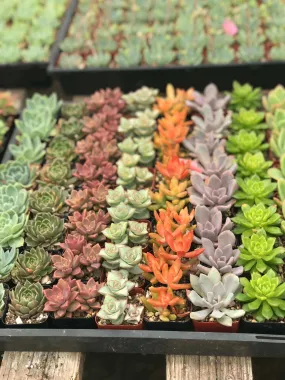 2” gorgeous succulents - Set of 4