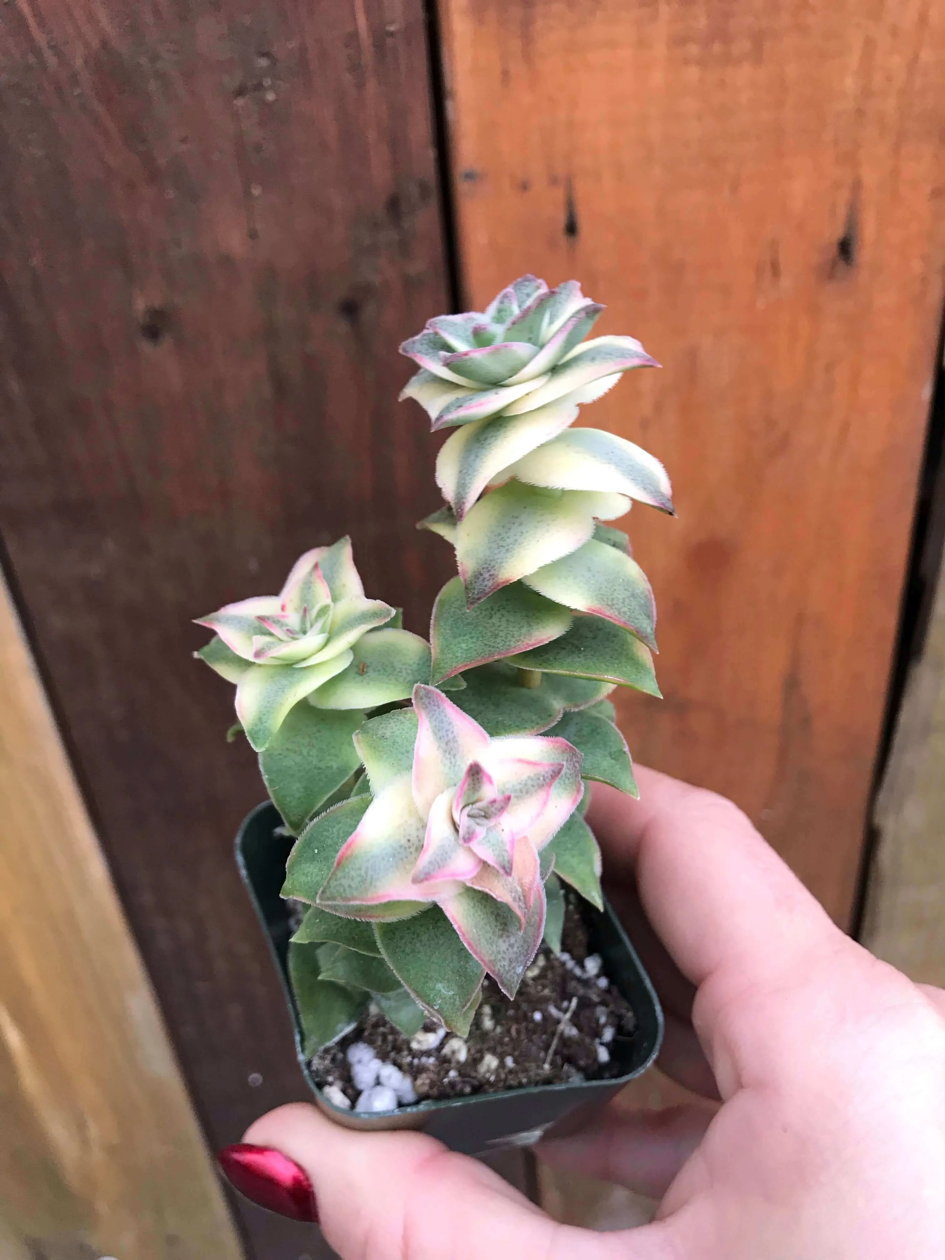 2” gorgeous succulents - Set of 4