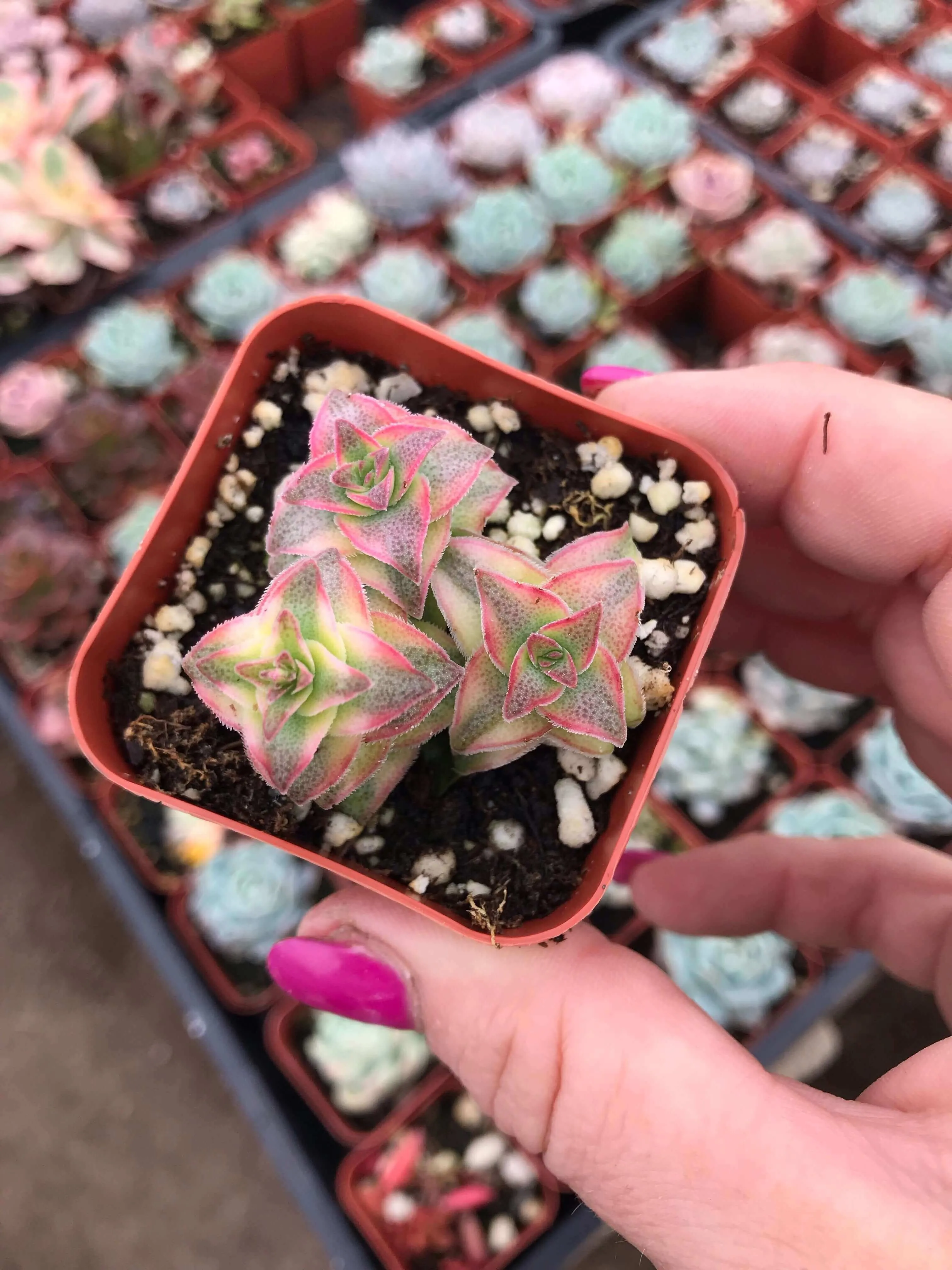 2” gorgeous succulents - Set of 4