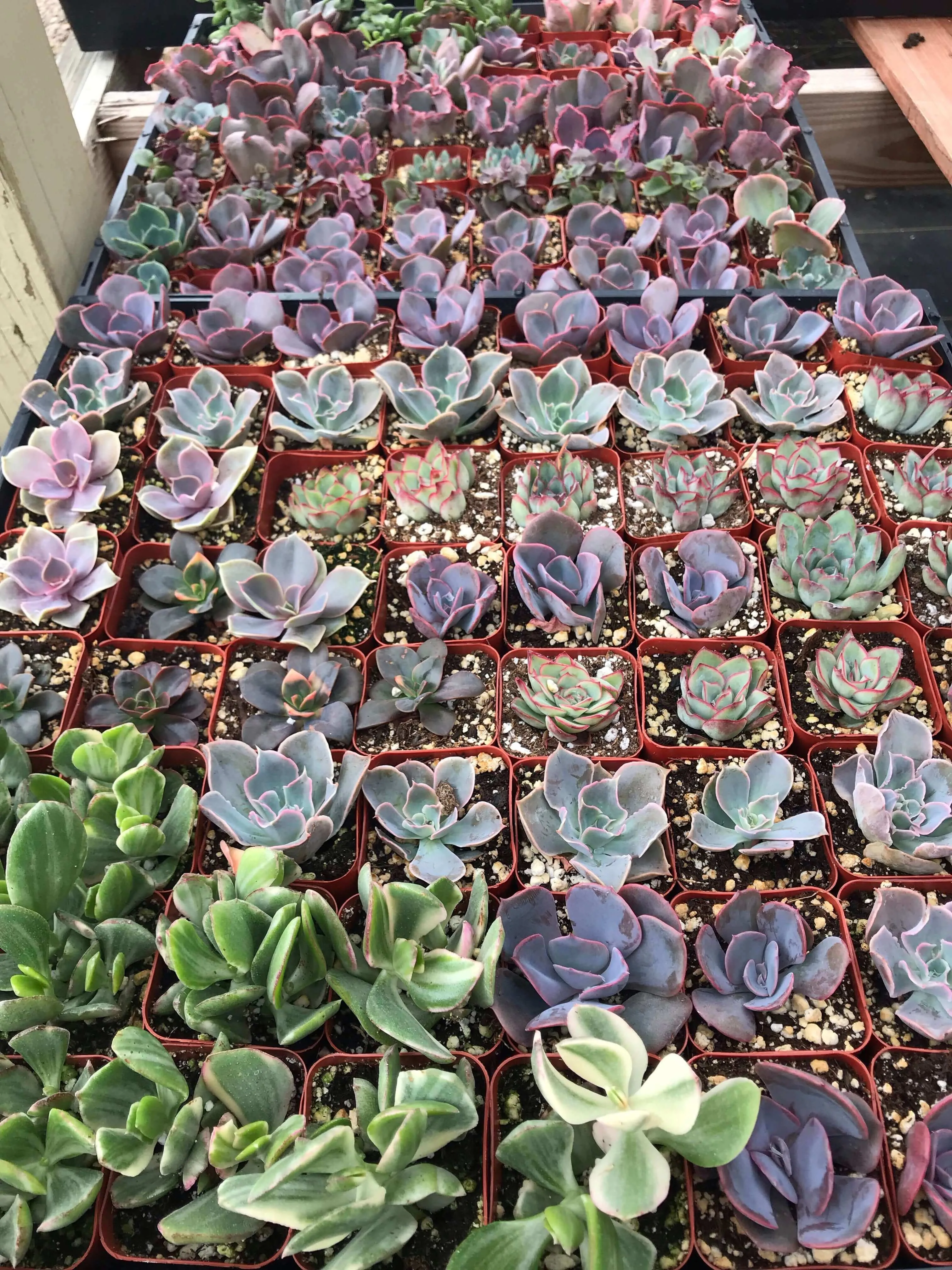 2” gorgeous succulents - Set of 4