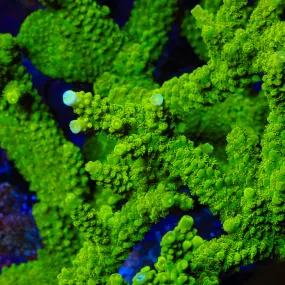 Green Slimer Stag Acropora Coral