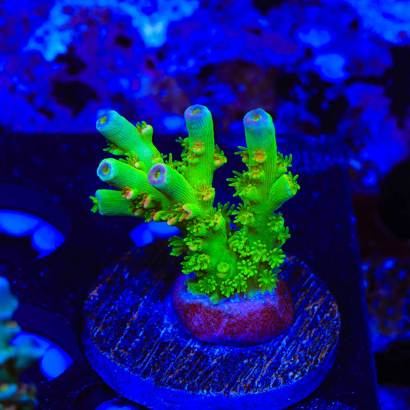 Homewrecker Acropora Coral