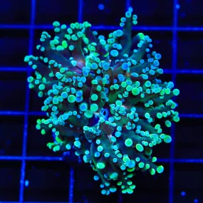 Mint Frogspawn Coral