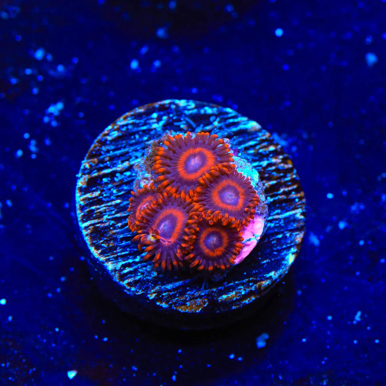 Safecracker Zoanthids Coral - BYR