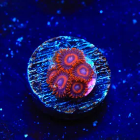 Safecracker Zoanthids Coral - BYR