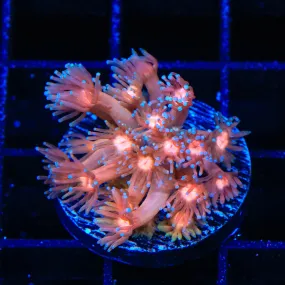 TSA Hot Lava Goniopora Coral