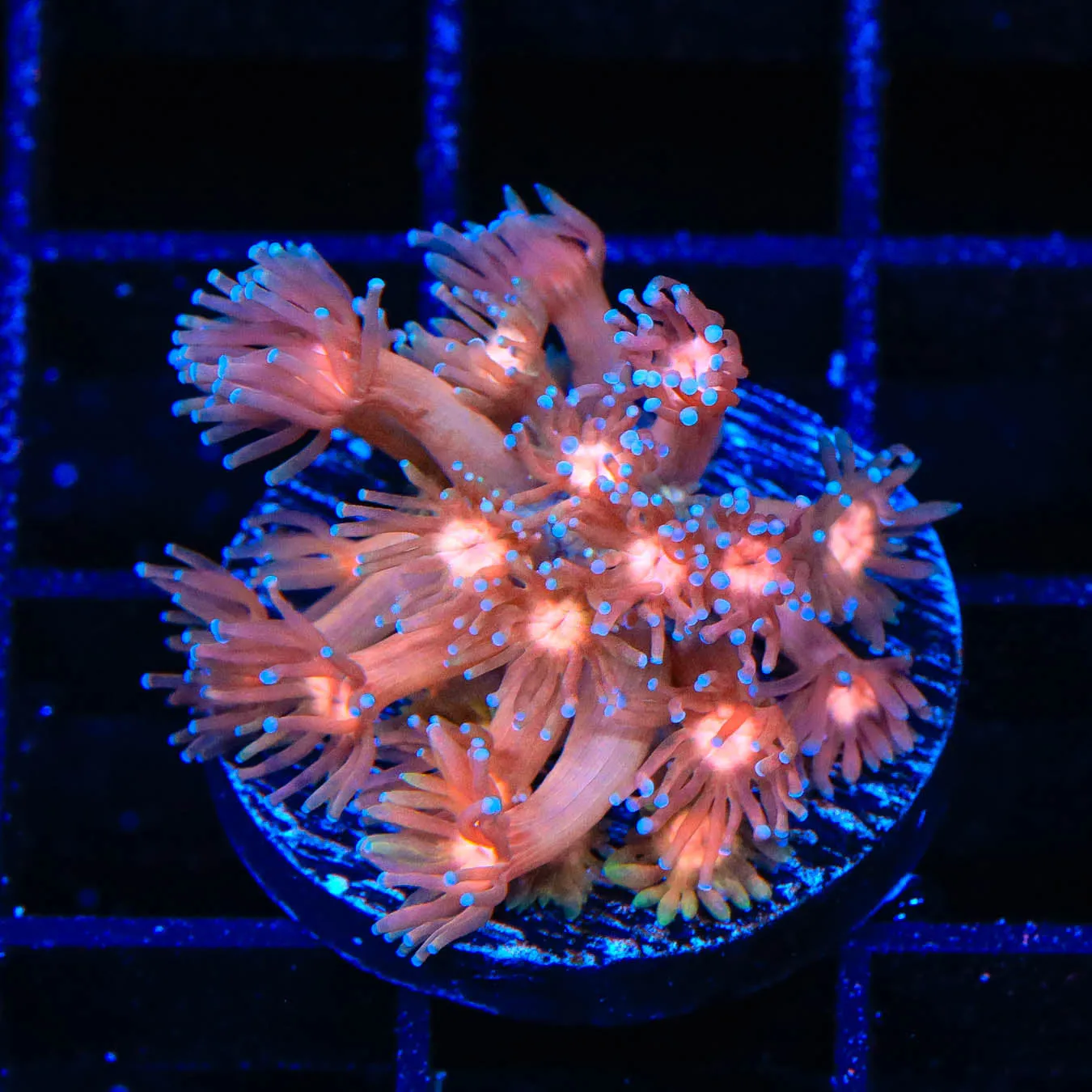 TSA Hot Lava Goniopora Coral