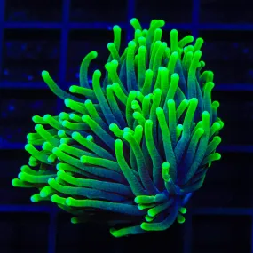 TSA Joker Torch Coral