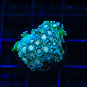 TSA Metallic Goniopora Coral