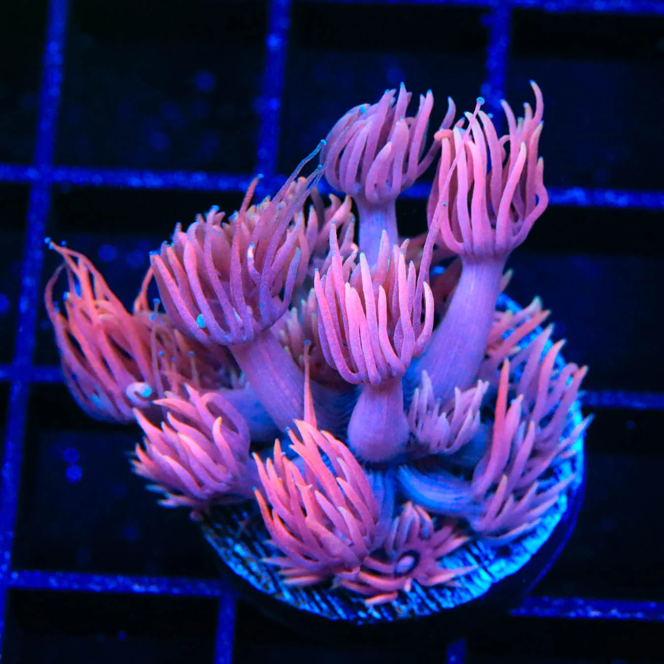 TSA Pinky the Brain Goniopora Coral