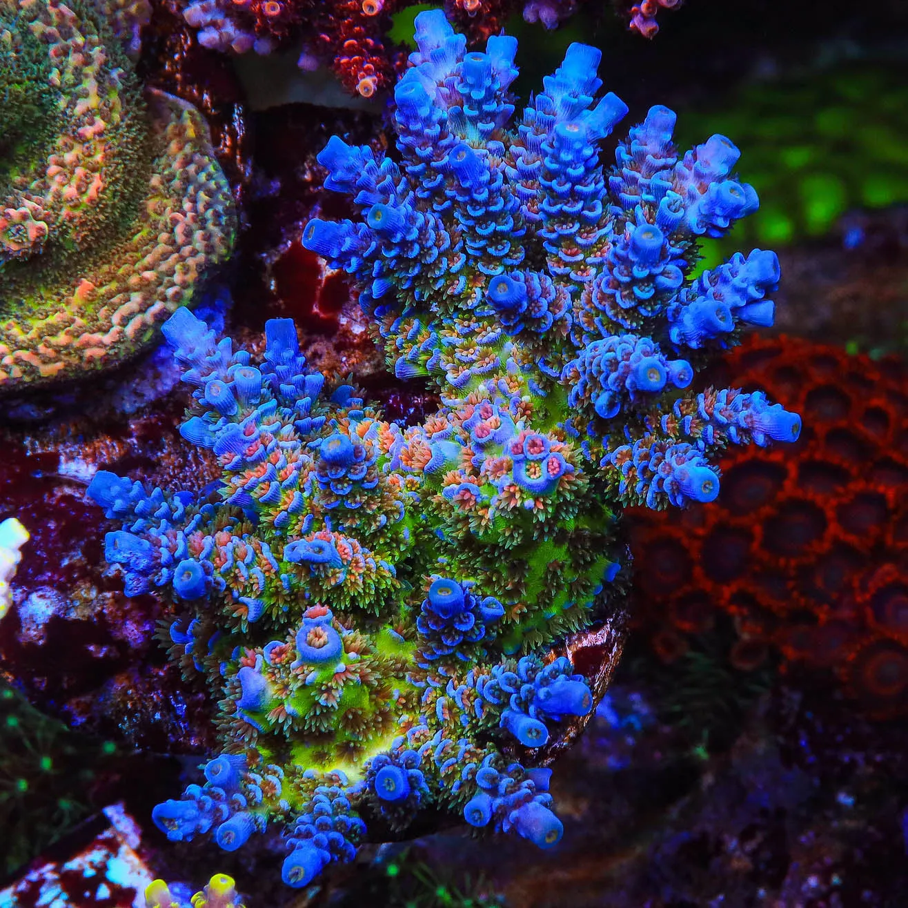 TSA Rainbow Fusion Tenuis Acropora Coral