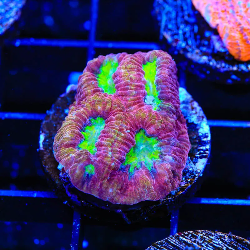 TSA Texas Tornado Favia Coral