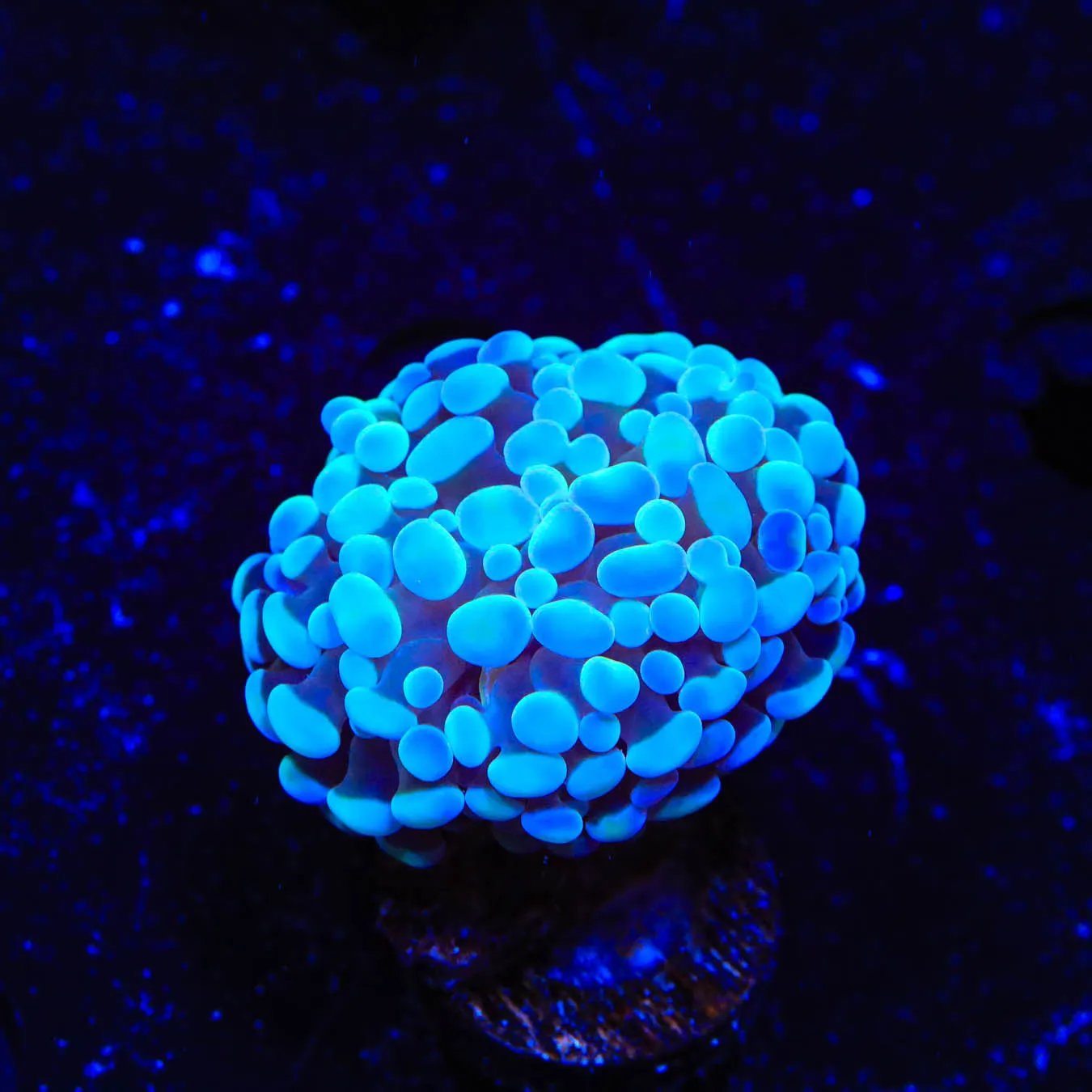 White Tip Hammer Coral